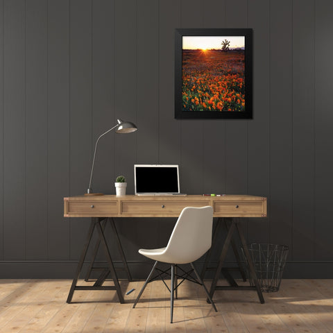 CA, California Poppies and a Joshua Tree Black Modern Wood Framed Art Print by Talbot Frank, Christopher