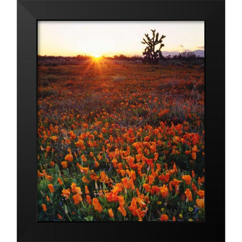 CA, California Poppies and a Joshua Tree Black Modern Wood Framed Art Print by Talbot Frank, Christopher