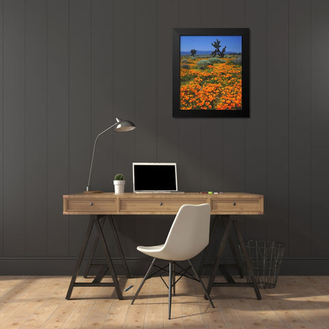 CA, California Poppies and a Joshua Tree Black Modern Wood Framed Art Print by Talbot Frank, Christopher
