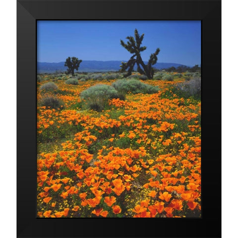 CA, California Poppies and a Joshua Tree Black Modern Wood Framed Art Print by Talbot Frank, Christopher