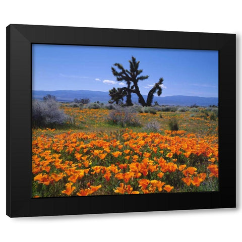 CA, California Poppies and a Joshua Tree Black Modern Wood Framed Art Print by Talbot Frank, Christopher