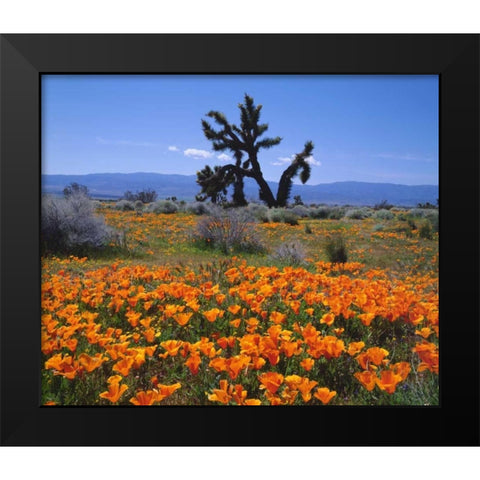 CA, California Poppies and a Joshua Tree Black Modern Wood Framed Art Print by Talbot Frank, Christopher
