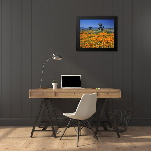 CA, California Poppies and the Joshua Trees Black Modern Wood Framed Art Print by Talbot Frank, Christopher