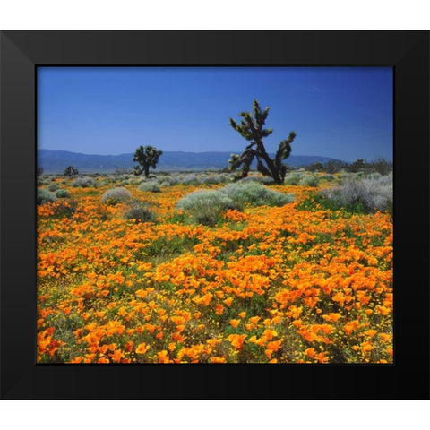 CA, California Poppies and the Joshua Trees Black Modern Wood Framed Art Print by Talbot Frank, Christopher