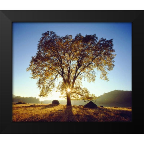 California, Cleveland NF Black Oak Trees, Autumn Black Modern Wood Framed Art Print by Talbot Frank, Christopher