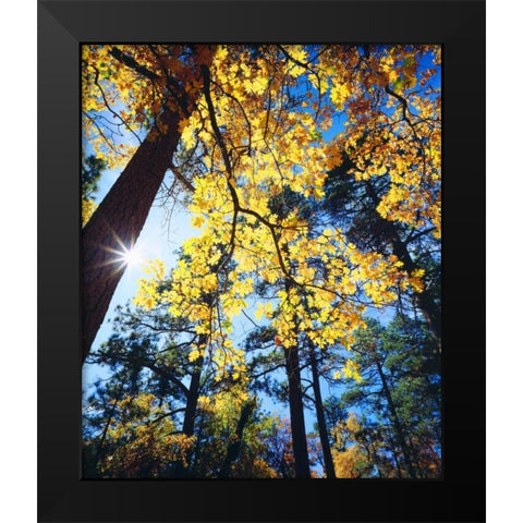 California, Cleveland NF Black Oak Trees, Autumn Black Modern Wood Framed Art Print by Talbot Frank, Christopher