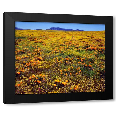 CA, Cleveland NF California poppies cover a hill Black Modern Wood Framed Art Print by Talbot Frank, Christopher