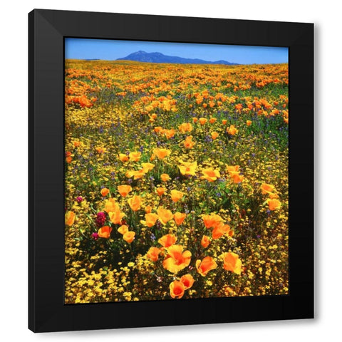 CA, Cleveland NF California poppies cover a hill Black Modern Wood Framed Art Print by Talbot Frank, Christopher