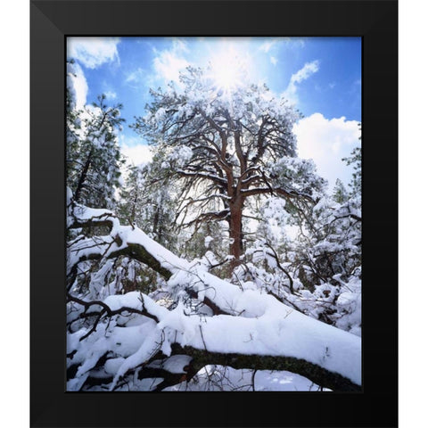 CA, Cleveland NF Snowy trees in the Laguna Mts Black Modern Wood Framed Art Print by Talbot Frank, Christopher