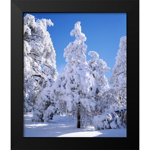 CA, Cleveland NF Snowy trees in the Laguna Mts Black Modern Wood Framed Art Print by Talbot Frank, Christopher