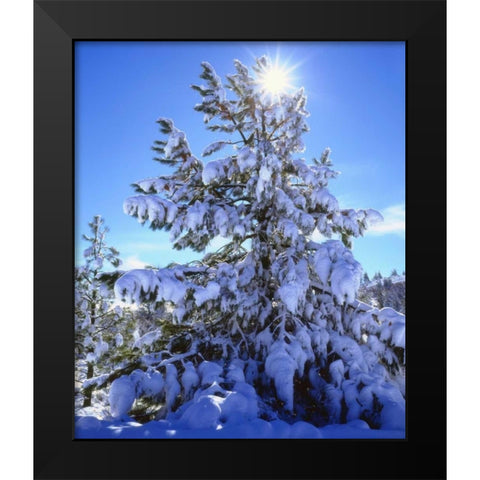 California, Cleveland NF, Laguna Mts Snowy trees Black Modern Wood Framed Art Print by Talbot Frank, Christopher