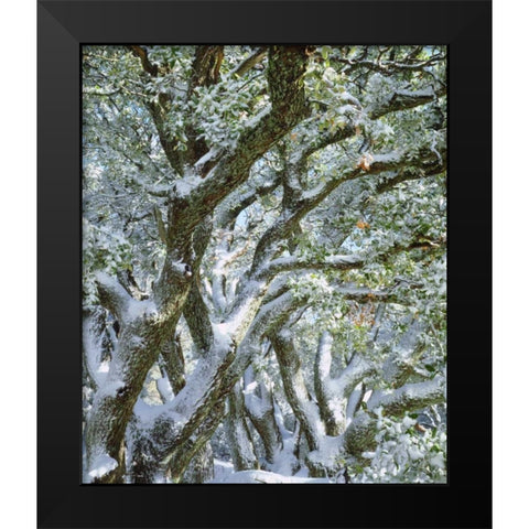 California, Cleveland NF, Laguna Mts Snowy trees Black Modern Wood Framed Art Print by Talbot Frank, Christopher