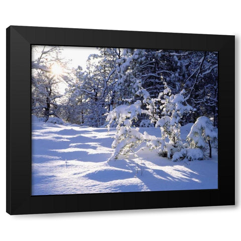 California, Cleveland NF, Laguna Mts Snowy trees Black Modern Wood Framed Art Print by Talbot Frank, Christopher