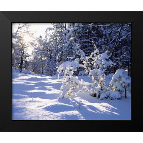 California, Cleveland NF, Laguna Mts Snowy trees Black Modern Wood Framed Art Print by Talbot Frank, Christopher