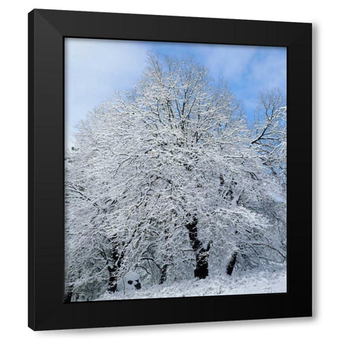 California, Cleveland NF Snow-covered trees Black Modern Wood Framed Art Print by Talbot Frank, Christopher