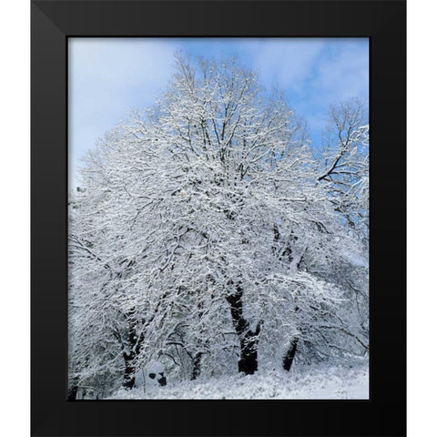 California, Cleveland NF Snow-covered trees Black Modern Wood Framed Art Print by Talbot Frank, Christopher