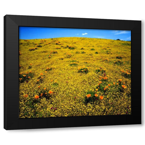 CA, Cleveland NF Flowers after the Cedar Fire Black Modern Wood Framed Art Print by Talbot Frank, Christopher