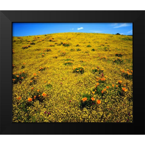 CA, Cleveland NF Flowers after the Cedar Fire Black Modern Wood Framed Art Print by Talbot Frank, Christopher