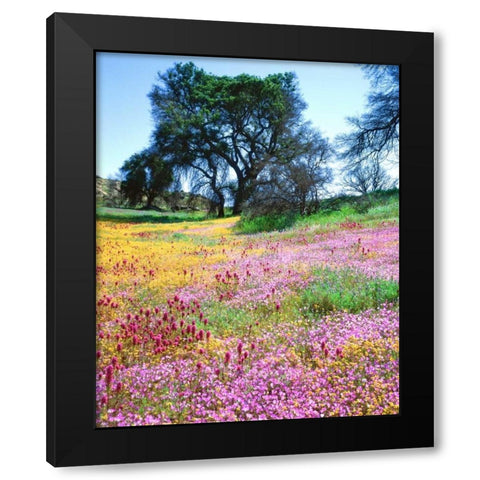 California, Cleveland NF Flowers blooming Black Modern Wood Framed Art Print by Talbot Frank, Christopher
