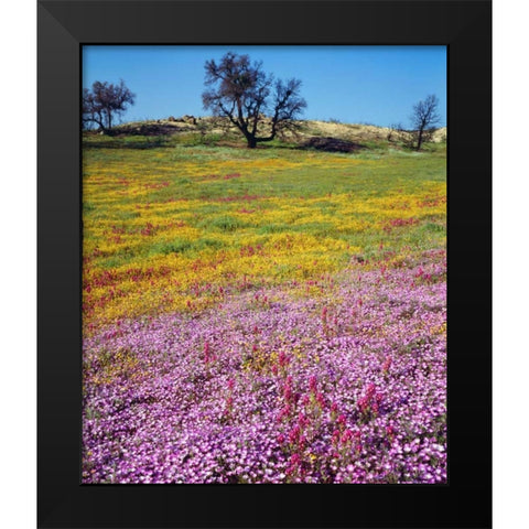 California, Cleveland NF Flowers blooming Black Modern Wood Framed Art Print by Talbot Frank, Christopher