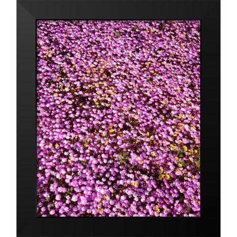 California, Cleveland NF Flowers blooming Black Modern Wood Framed Art Print by Talbot Frank, Christopher