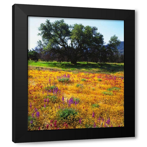California, Cleveland NF Flowers blooming Black Modern Wood Framed Art Print with Double Matting by Talbot Frank, Christopher