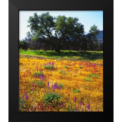 California, Cleveland NF Flowers blooming Black Modern Wood Framed Art Print by Talbot Frank, Christopher