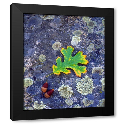 CA, Cuyamaca Rancho SP, Lichen covered rock Black Modern Wood Framed Art Print with Double Matting by Talbot Frank, Christopher