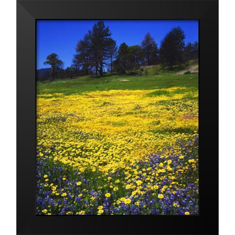 CA, Cuyamaca Rancho Lupine and Tidy Tip flowers Black Modern Wood Framed Art Print by Talbot Frank, Christopher