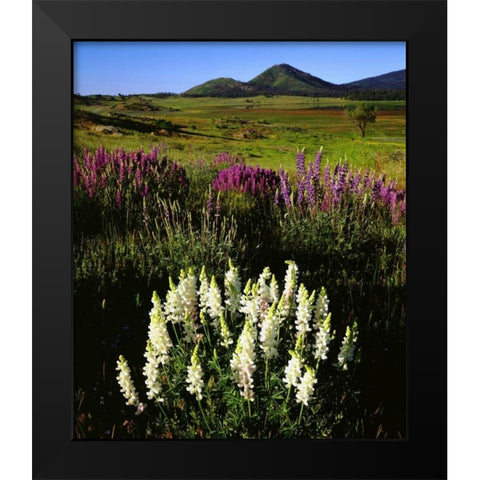 CA, Cuyamaca Rancho SP Rare Albino Lupines Black Modern Wood Framed Art Print by Talbot Frank, Christopher