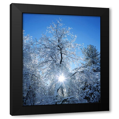 California, Cuyamaca Rancho Snow-covered trees Black Modern Wood Framed Art Print with Double Matting by Talbot Frank, Christopher