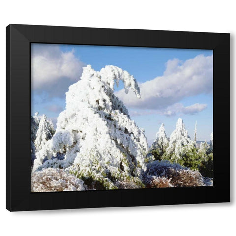 California, Cuyamaca Rancho Snow-covered trees Black Modern Wood Framed Art Print with Double Matting by Talbot Frank, Christopher