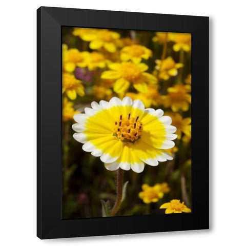 California, Cuyamaca Rancho SP Tidy Tip flowers Black Modern Wood Framed Art Print with Double Matting by Talbot Frank, Christopher