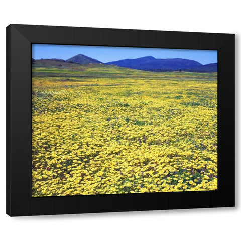 CA, Cuyamaca Rancho SP Tidy tip flowers Black Modern Wood Framed Art Print with Double Matting by Talbot Frank, Christopher
