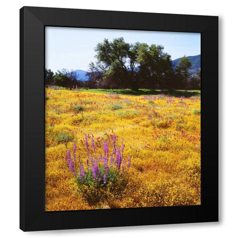 California, Cuyamaca Rancho SP Flower landscape Black Modern Wood Framed Art Print by Talbot Frank, Christopher