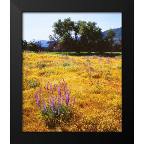California, Cuyamaca Rancho SP Flower landscape Black Modern Wood Framed Art Print by Talbot Frank, Christopher