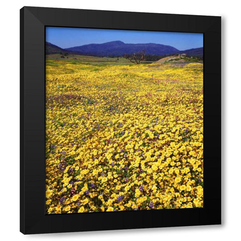 California, Cuyamaca Rancho SP Flower landscape Black Modern Wood Framed Art Print by Talbot Frank, Christopher