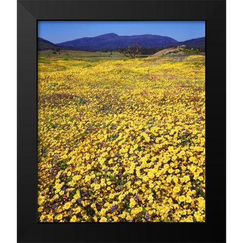 California, Cuyamaca Rancho SP Flower landscape Black Modern Wood Framed Art Print by Talbot Frank, Christopher