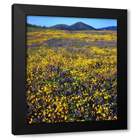 California, Cuyamaca Rancho SP Flower landscape Black Modern Wood Framed Art Print by Talbot Frank, Christopher