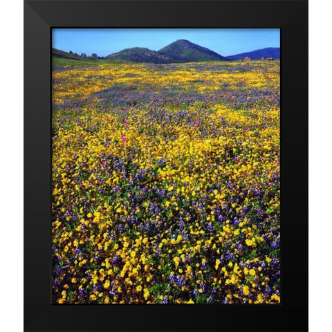 California, Cuyamaca Rancho SP Flower landscape Black Modern Wood Framed Art Print by Talbot Frank, Christopher