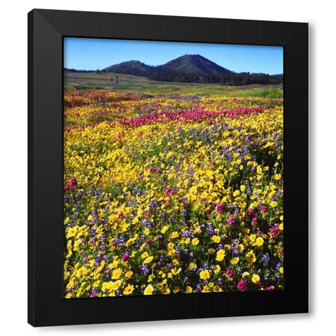 California, Cuyamaca Rancho SP Flower landscape Black Modern Wood Framed Art Print by Talbot Frank, Christopher