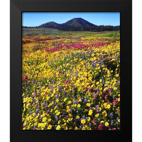 California, Cuyamaca Rancho SP Flower landscape Black Modern Wood Framed Art Print by Talbot Frank, Christopher