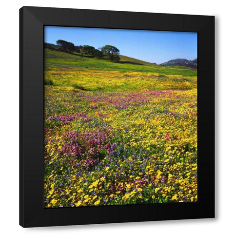 California, Cuyamaca Rancho SP Flower landscape Black Modern Wood Framed Art Print by Talbot Frank, Christopher