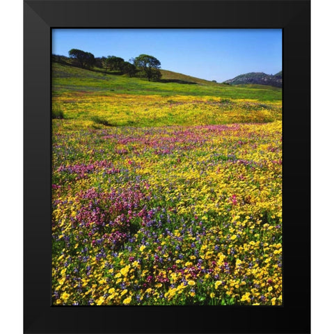 California, Cuyamaca Rancho SP Flower landscape Black Modern Wood Framed Art Print by Talbot Frank, Christopher
