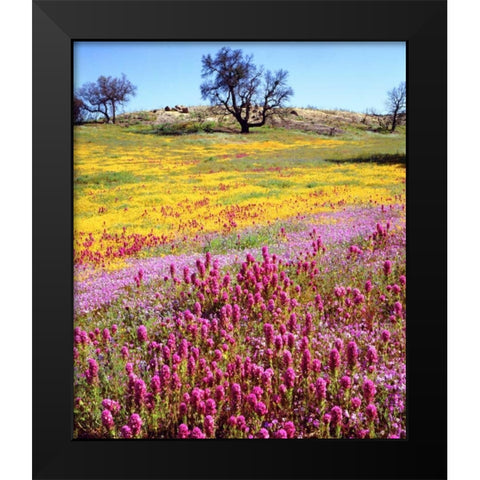California, Cuyamaca Rancho SP Flower landscape Black Modern Wood Framed Art Print by Talbot Frank, Christopher