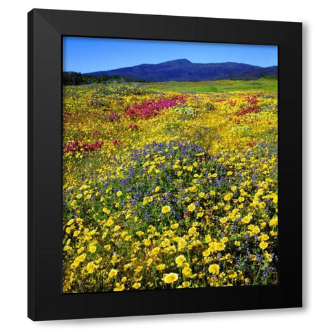 California, Cuyamaca Rancho SP Flower landscape Black Modern Wood Framed Art Print by Talbot Frank, Christopher