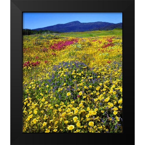 California, Cuyamaca Rancho SP Flower landscape Black Modern Wood Framed Art Print by Talbot Frank, Christopher
