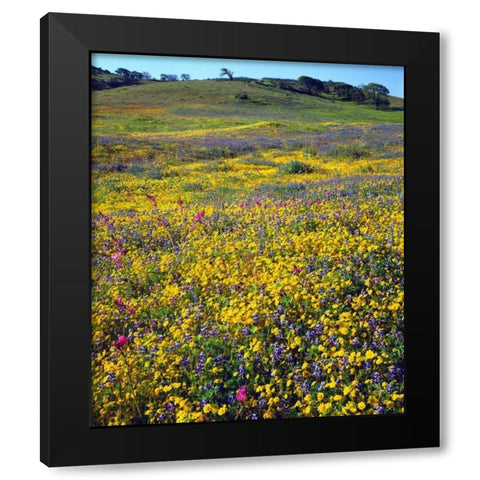 California, Cuyamaca Rancho SP Flower landscape Black Modern Wood Framed Art Print by Talbot Frank, Christopher