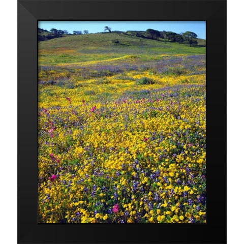 California, Cuyamaca Rancho SP Flower landscape Black Modern Wood Framed Art Print by Talbot Frank, Christopher