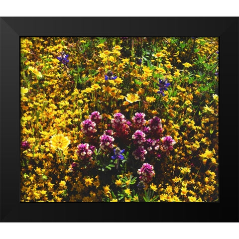 California, Cuyamaca Rancho SP Flower landscape Black Modern Wood Framed Art Print by Talbot Frank, Christopher